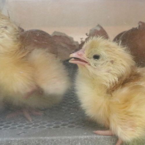 Chicks10