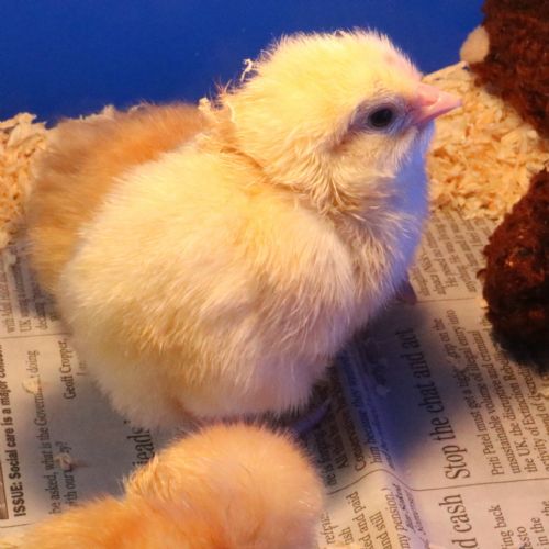 Chicks14