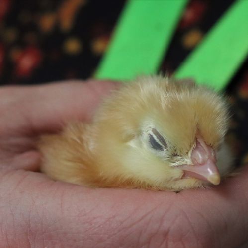 Chicks21