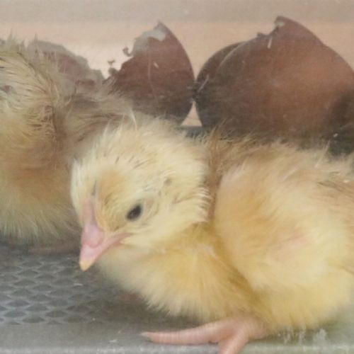 Chicks9