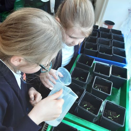 OrcaClassseedgrowing